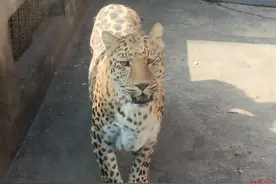 减肥成功！网红“豹警官”成功瘦身，工作人员：是瘦了，不过身体很健康图片