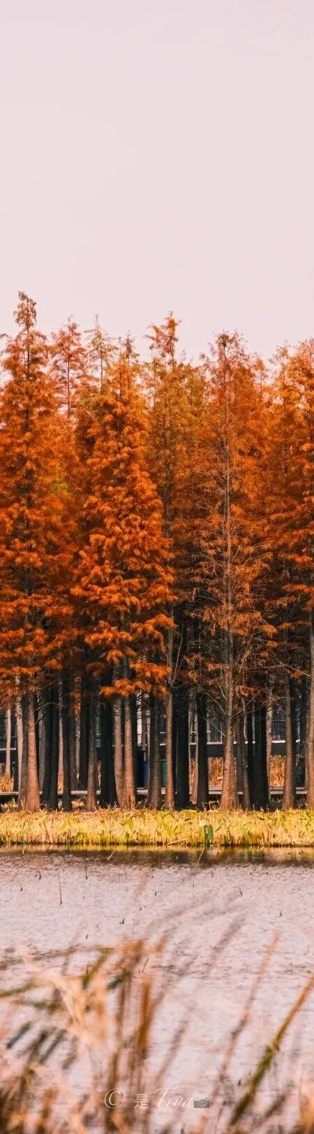 杉树红了！江西这些地方拍“红杉”大片超赞