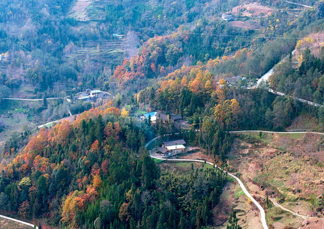 青睐绵阳 ‖ 云端公路 层林尽染！初冬驾游平武药丛山，限定版的视觉盛宴~