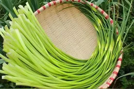 盘点那些被读错的植物｜蒜薹VS蒜苔：以讹传讹直到难辨真假！图片
