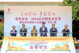北京菊花文化节开幕  九大展区等您来图片