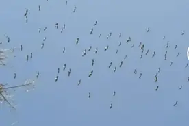 大量鸟群在天空盘旋是地震前兆？回应来了图片