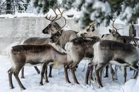 （外代一线）研究发现驯鹿在雪地觅食依靠能看见紫外线的眼睛图片
