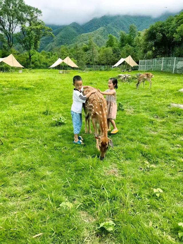 猫儿山新晋打卡地！「行云牧场」萌宠乐园试业开放，桂林北版“阿勒泰”等你来撒欢！