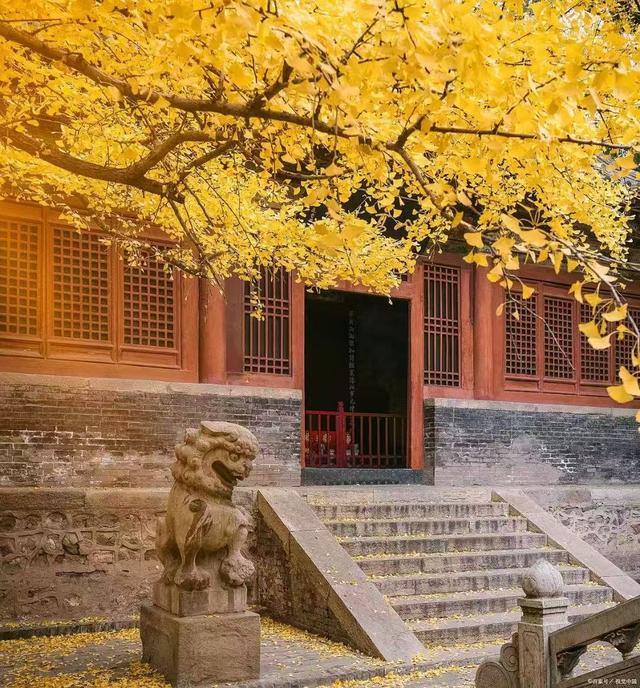 菊采芬芳蕊 诗留酩酊篇——千载盛景千佛山