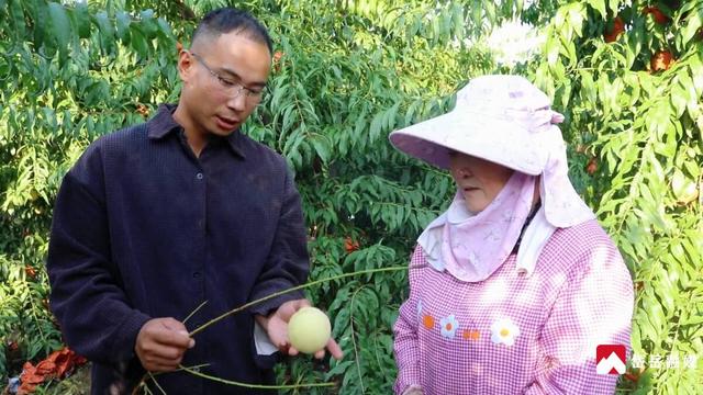 文化中国行丨寒露时节探访山东省泰安市岱岳区马庄镇：沃野凝香蜜桃醉秋