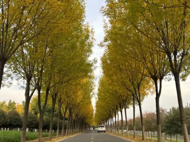 平顶山这条路火了！