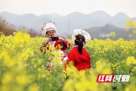 城步金兴村：千亩油菜花海等您来图片
