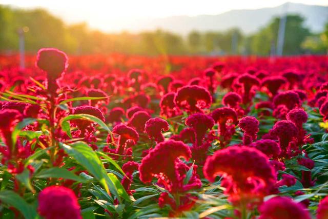 “双节”假期，三水“花花世界”上新