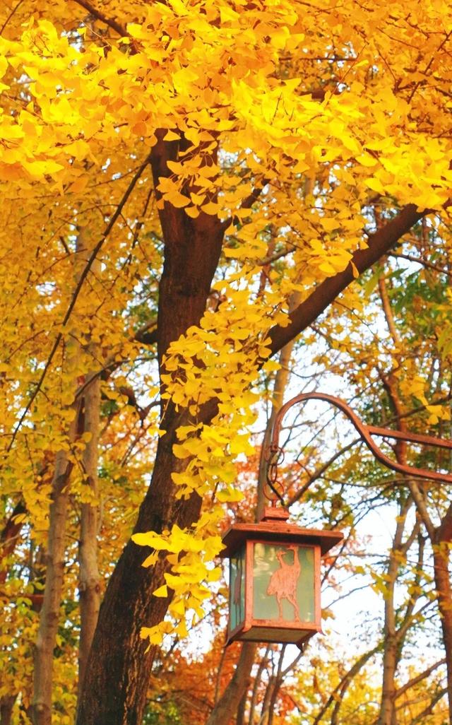 武昌赏秋天花板！这条被推荐100次的山路，迎来最美时刻
