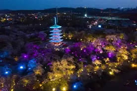 东湖樱花园今晚暂停夜游，在这里可以“云赏樱”图片