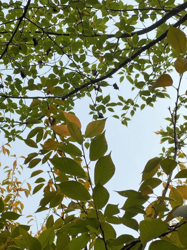 落叶缓扫点位公布!碑林这几片“落叶地毯”等你来打卡