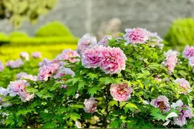 泰安岱庙牡丹花开 姹紫嫣红静待君来图片