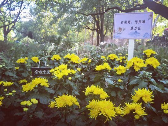 2025上海菊花展在共青森林公园举办 攻略请收好