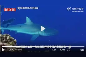 周末·讲述丨帕劳失联潜水者讲述9人近28小时求生经历：漂流50公里，曾遇到公牛鲨图片