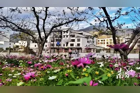 信宜钱排：格桑花儿开，游客闻香来图片