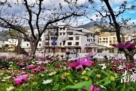 信宜钱排：格桑花儿开，游客闻香来图片