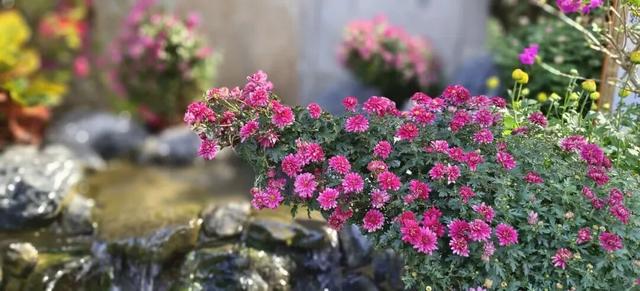 美成壁纸！醉白池菊展进入盛花期