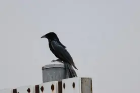 上海九段沙保护区鸟类新记录：发现一只“五彩斑斓的黑鸟”图片