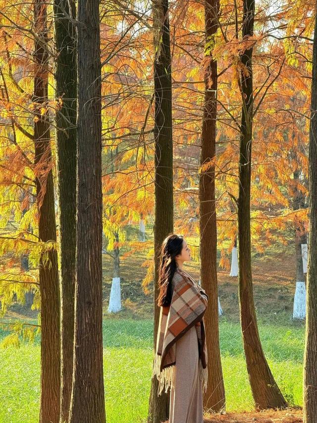 把冬天调成暖色系！松山湖落羽杉红了，温泉冒泡了，火锅沸腾了～