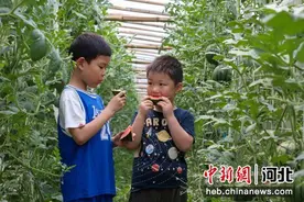 石家庄赵县：“采摘游”助力乡村振兴图片