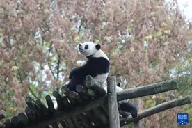 比利时：民众依依惜别大熊猫图片