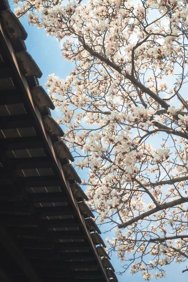 春日赏花｜盛花期！一键解锁最美出行路线