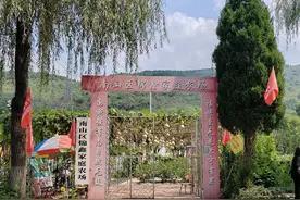 济南市南部山区：无花果开出了“幸福花”图片
