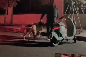 网友反映成都数只大型犬咬死小猫，派出所：正在处理中图片