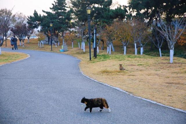真正的浪漫，是冬天去威海看海
