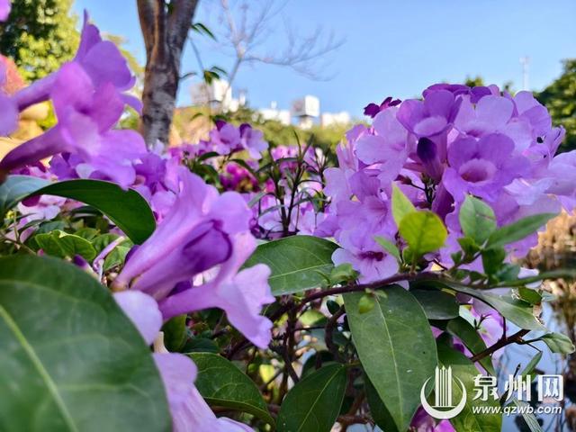 泉州的冬天依然有浪漫花海上线 “冬半如春暖，疏花满路开”