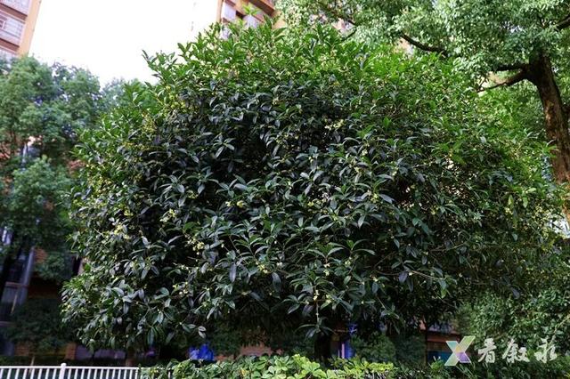 速来打卡！叙永桂花“限定返场”，这份秋日惊喜只为你！