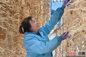 陇南成县：桔梗丰收成为致富“金钥匙” 从田间直通市场图片