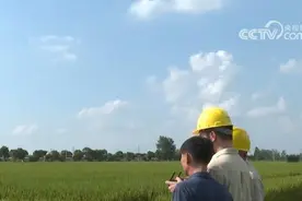 第七届中国农民丰收节：五谷丰登 瓜果飘香 全国各地共绘丰收好风光图片