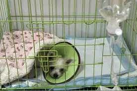 看病贵、收费乱、用假药，宠物医疗为啥这么多“糊涂账”？图片