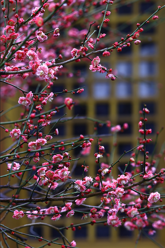 栖霞山，花都开好了！