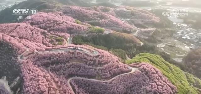 春日美景醉游人 与“花花世界”来一场浪漫邂逅