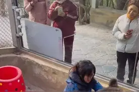 武汉00后女饲养员与棕熊“打架”引热议，当事人回应图片