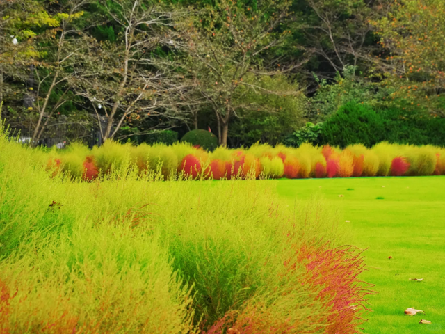 2000+地肤、450+枫树换上“秋装”！就在上海市中心这个免费公园→