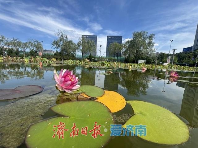 一年四季 泉在济南丨济南奥体中心荷花池内莲花绽放 为初秋添彩
