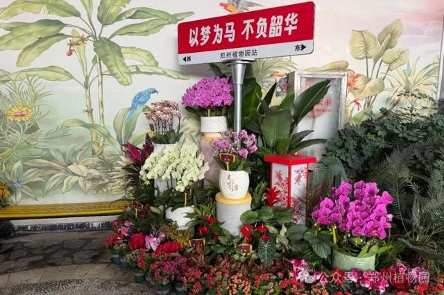 迎春花展元旦开展！郑州植物园邀您沉浸式打卡新年限定花海