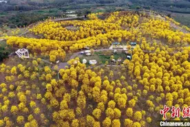 南宁黄花风铃木绽放 城市换“新衣”图片