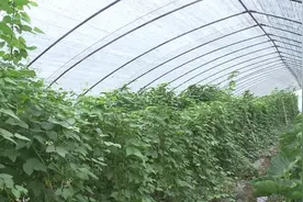 牛！78岁崇明老农种的地，产量是人家的三倍！图片