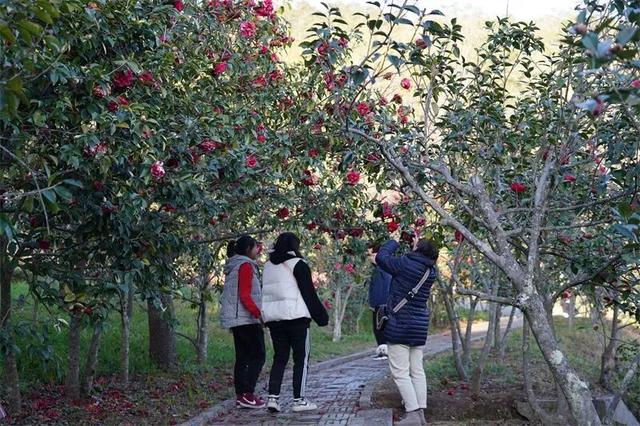 楚雄花开成海！你期盼的春天提前来了