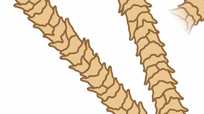 羊毛衫一洗就缩水，那绵羊淋了雨，会不会被羊毛勒死？