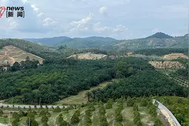 【特写】东南亚榴莲中国大战图片