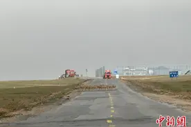可可西里藏羚羊产仔后第一批开始回迁图片