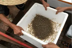 社会百业 | 沿滩区沿滩镇：南美白对虾“放苗” 8月可“游上”市民餐桌图片