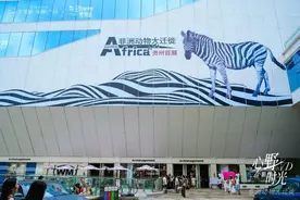 把“非洲动物大迁徙”搬进贵阳！南明区方圆荟·海豚广场首展亮点频出图片