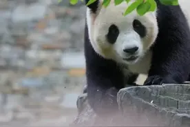“福宝”突发异常！基地回应图片